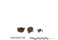 藏品(近緣紫萼苔)的圖片